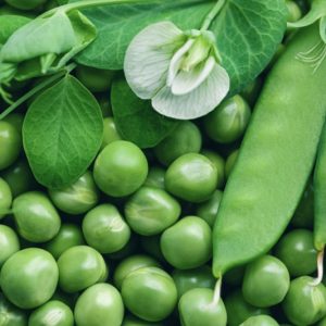 Pisum sativum, Garden Pea, Austrian Winter Pea, English Pea, Field Pea, Green Pea, Pea, Snow Pea, Sugar Snap Pea