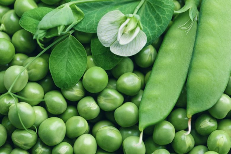 Pisum sativum, Garden Pea, Austrian Winter Pea, English Pea, Field Pea, Green Pea, Pea, Snow Pea, Sugar Snap Pea