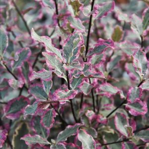 Pittosporum tenuifolium 'Elizabeth',  Kohuhu 'Elizabeth', Tawhiwhi 'Elizabeth', Variegated pittosporum, Variegated kohuhu, Variegated tawhiwhi, Evergreen Shrubs, Variegated Pittosporum