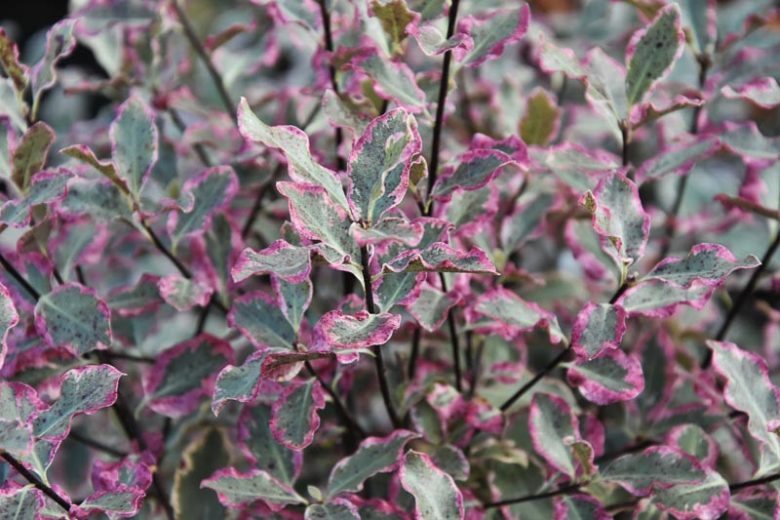 Pittosporum tenuifolium 'Elizabeth',  Kohuhu 'Elizabeth', Tawhiwhi 'Elizabeth', Variegated pittosporum, Variegated kohuhu, Variegated tawhiwhi, Evergreen Shrubs, Variegated Pittosporum