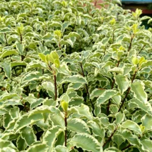 Pittosporum tenuifolium 'Silver Queen',  Kohuhu 'Silver Queen', Tawhiwhi 'Silver Queen, Evergreen Shrubs, Variegated Pittosporum