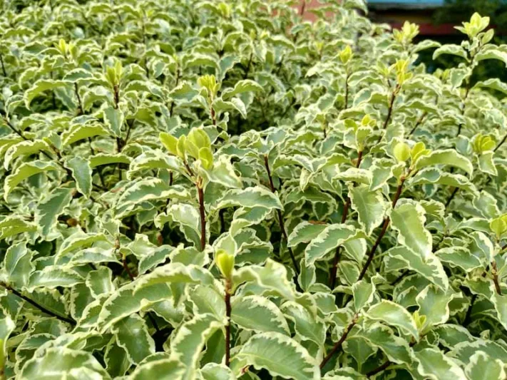 Pittosporum tenuifolium 'Silver Queen',  Kohuhu 'Silver Queen', Tawhiwhi 'Silver Queen, Evergreen Shrubs, Variegated Pittosporum