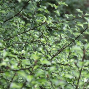 Pittosporum tenuifolium 'Tandara Gold',  Kohuhu 'Tandara Gold', Tawhiwhi 'Tandara Gold', Evergreen Shrubs
