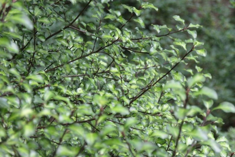 Pittosporum tenuifolium 'Tandara Gold',  Kohuhu 'Tandara Gold', Tawhiwhi 'Tandara Gold', Evergreen Shrubs