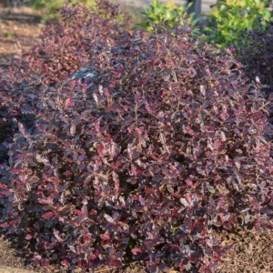 Pittosporum tenuifolium 'Tom Thumb',  Kohuhu 'Tom Thumb', Tawhiwhi 'Tom Thumb, Evergreen Shrubs, Variegated Pittosporum