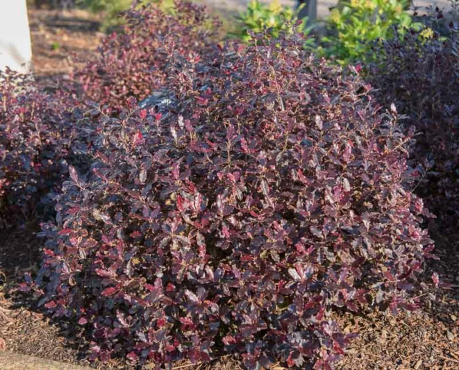 Pittosporum tenuifolium 'Tom Thumb',  Kohuhu 'Tom Thumb', Tawhiwhi 'Tom Thumb, Evergreen Shrubs, Variegated Pittosporum