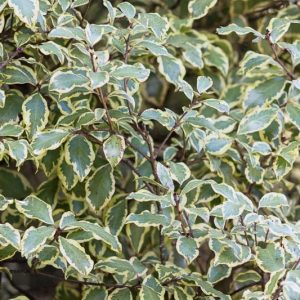 Pittosporum tenuifolium 'Variegatum',  Kohuhu 'Variegatum', Tawhiwhi 'Variegatum', Variegated pittosporum, Variegated kohuhu, Variegated tawhiwhi, Evergreen Shrubs, Variegated Pittosporum