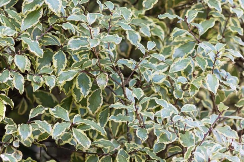 Pittosporum tenuifolium 'Variegatum',  Kohuhu 'Variegatum', Tawhiwhi 'Variegatum', Variegated pittosporum, Variegated kohuhu, Variegated tawhiwhi, Evergreen Shrubs, Variegated Pittosporum