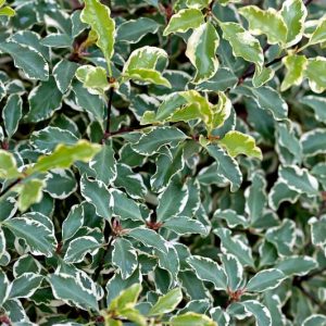 Pittosporum tenuifolium 'Victoria',  Kohuhu 'Victoria', Tawhiwhi 'Victoria', Evergreen Shrubs, Variegated Pittosporum