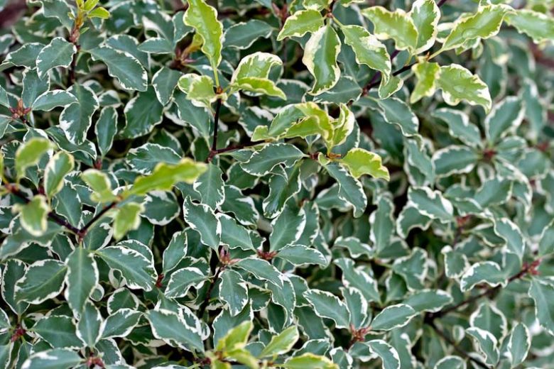 Pittosporum tenuifolium 'Victoria',  Kohuhu 'Victoria', Tawhiwhi 'Victoria', Evergreen Shrubs, Variegated Pittosporum