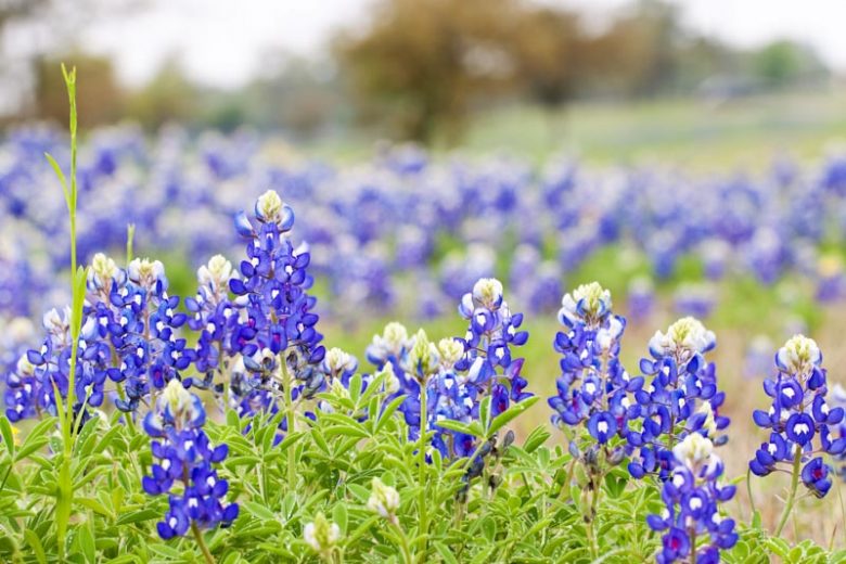 Native Flowers, Native Annual flowers, Native  Annuals, Native  Annual Plants, Annuals Flowers, Annuals vs Perennials