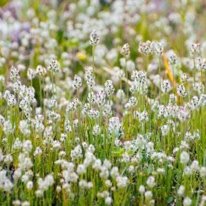 Plantago erecta, Dotseed Plantain, California Plantain, Foothill Plantain, white flowers, California Wildflowers, California Native Plants