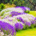 Companion Planting, Repel Insects, Deter Insects, Companion Plants, Vegetable Garden