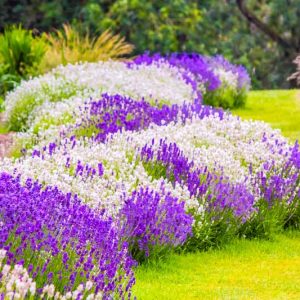 Companion Planting, Repel Insects, Deter Insects, Companion Plants, Vegetable Garden