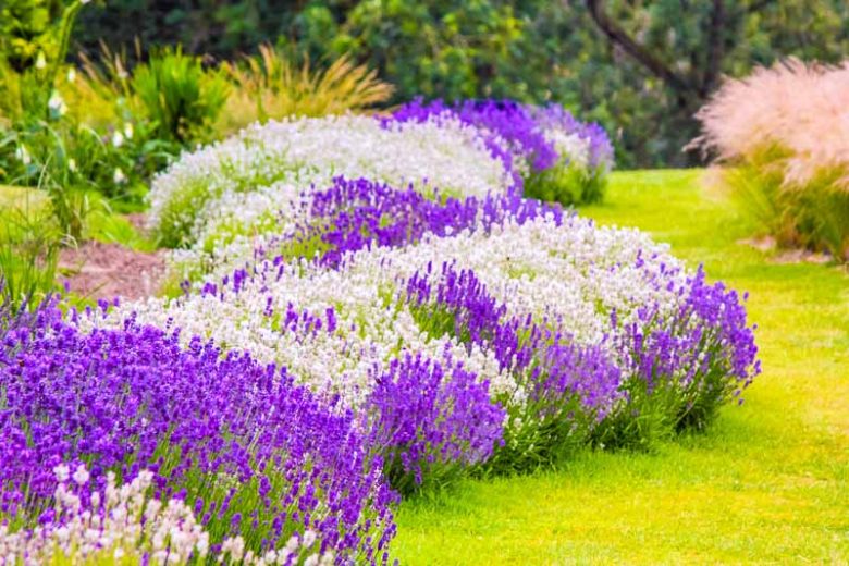 Companion Planting, Repel Insects, Deter Insects, Companion Plants, Vegetable Garden