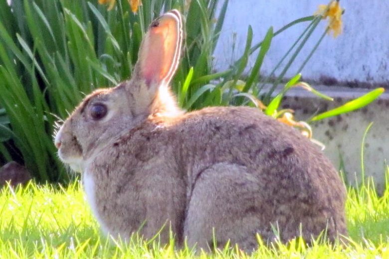 Rabbits,  get rid of Rabbits, Keep Rabbits Away, Deter Rabbits, Repel Rabbits