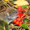 Voles,  get rid of Voles, Meadow Mice, Field Mice