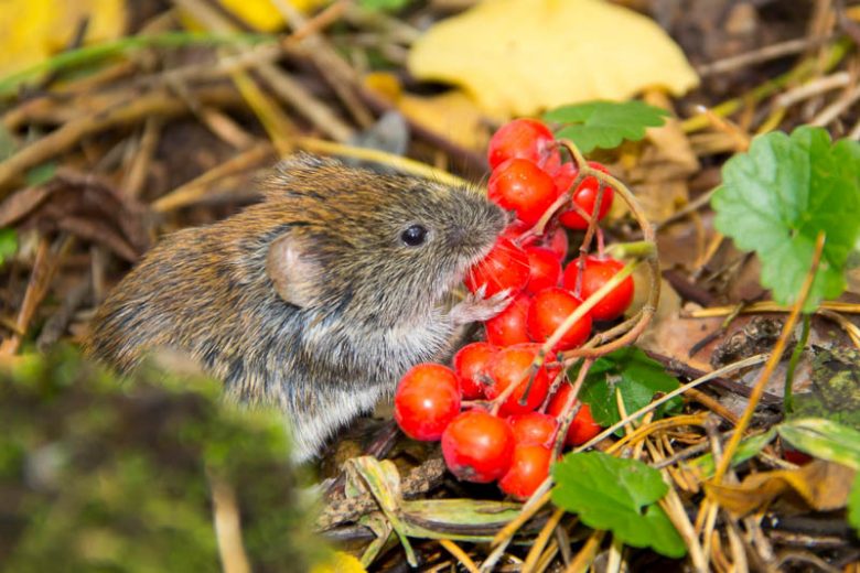 Voles,  get rid of Voles, Meadow Mice, Field Mice