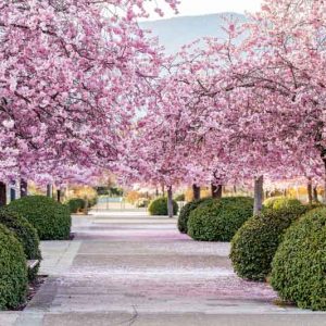 Pink Flowers, Pink Flower, Roses, Peony, Lilac, Dahlia, Clematis, Astilbe