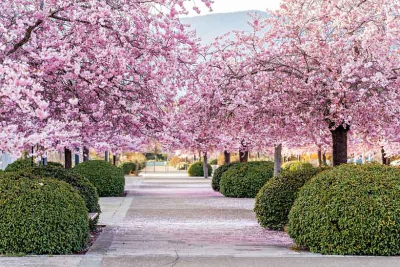 Pink Flowers, Pink Flower, Roses, Peony, Lilac, Dahlia, Clematis, Astilbe