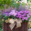Purple Flowers, Purple Flower, Lavender Flowers, Allium Flowers, Wisteria Flowers, Crocus Flowers, Iris Flowers