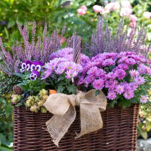 Purple Flowers, Purple Flower, Lavender Flowers, Allium Flowers, Wisteria Flowers, Crocus Flowers, Iris Flowers