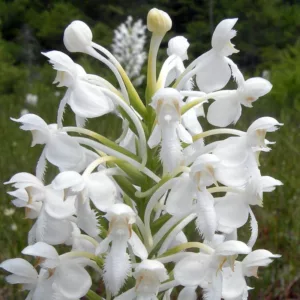 Platanthera blephariglottis, White Fringed Orchid, White Fringed Bog Orchid