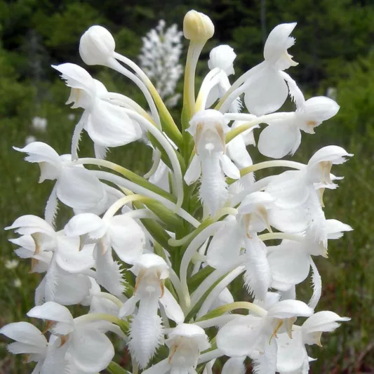 Platanthera blephariglottis, White Fringed Orchid, White Fringed Bog Orchid