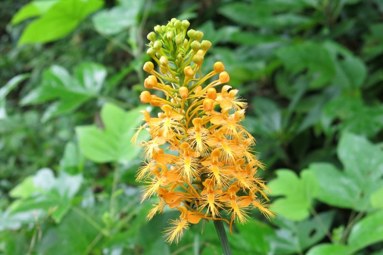 Platanthera ciliaris, Orange Fringed Orchid, Yellow Fringed Orchid, Orange Plume, Bobwhite's-mocassin, Owl's-head, Blephariglotis ciliaris, Habenaria ciliaris
