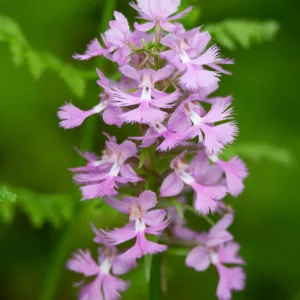 Platanthera grandiflora, Greater Purple Fringed Orchid, Hardy Orchid, Blephariglotis grandiflora, Habenaria fimbriata, Habenaria grandiflora, Habenaria psycodes var. grandiflora