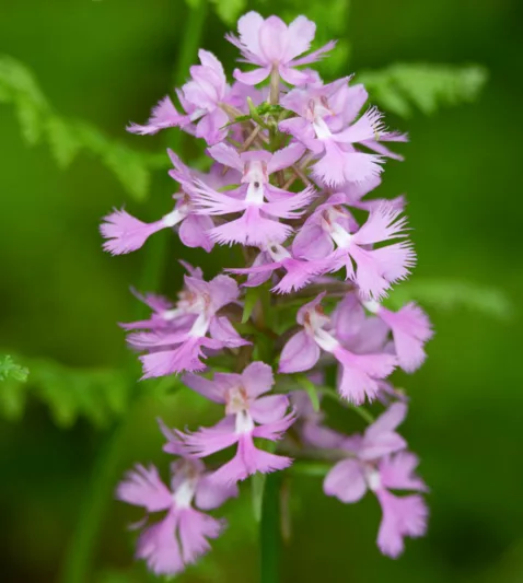 Platanthera grandiflora, Greater Purple Fringed Orchid, Hardy Orchid, Blephariglotis grandiflora, Habenaria fimbriata, Habenaria grandiflora, Habenaria psycodes var. grandiflora
