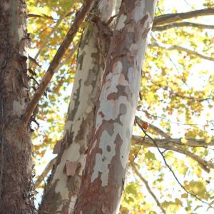 Platanus occidentalis, American Sycamore, Eastern Sycamore, American Plane Tree, Plane Tree, Buttonwood, Buttonball Tree, Deciduous Tree, Fall Color