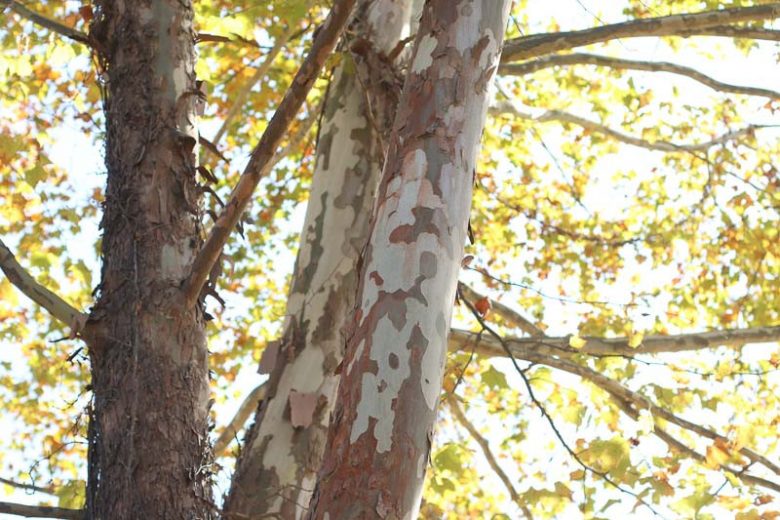 Platanus occidentalis, American Sycamore, Eastern Sycamore, American Plane Tree, Plane Tree, Buttonwood, Buttonball Tree, Deciduous Tree, Fall Color