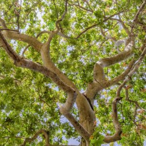 Platanus racemosa, California Sycamore, Western Sycamore, Aliso, Deciduous Tree, Fall Color