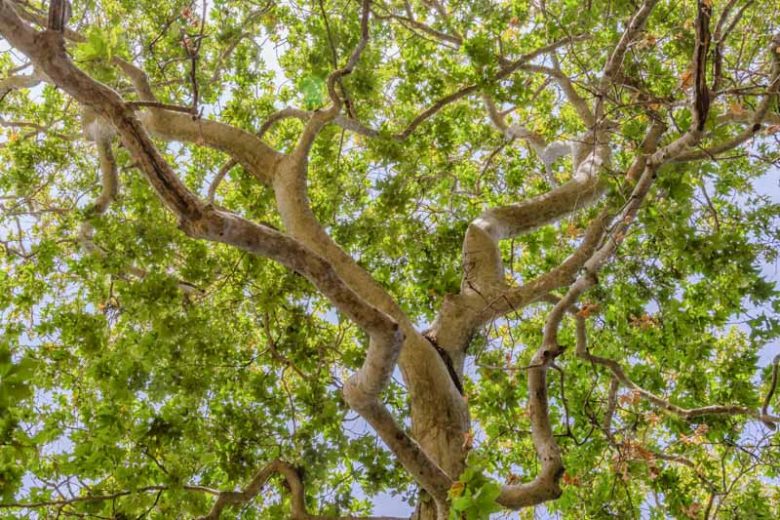 Platanus racemosa, California Sycamore, Western Sycamore, Aliso, Deciduous Tree, Fall Color