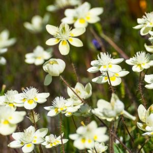 Platystemon californicus,Creamcups, California Creamcups, Yellow Flowers, Bicolor Flowers, Drought tolerant flowers, California Native Plants, California Native Wildflowers