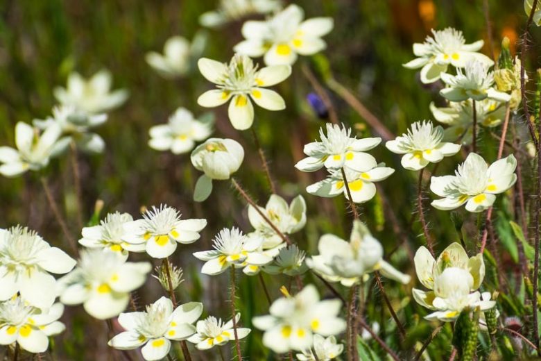 Platystemon californicus,Creamcups, California Creamcups, Yellow Flowers, Bicolor Flowers, Drought tolerant flowers, California Native Plants, California Native Wildflowers