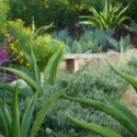 Garden Ideas, Landscaping Ideas, Small Garden, Small Backyard, Mediterranean Garden Style, Pat Broodie, Aeonium, salvia leucantha, octopus agave, agave vilmoriniana, echeveria, aloe, waterwise garden, succulent garden,