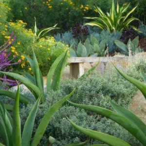 Garden Ideas, Landscaping Ideas, Small Garden, Small Backyard, Mediterranean Garden Style, Pat Broodie, Aeonium, salvia leucantha, octopus agave, agave vilmoriniana, echeveria, aloe, waterwise garden, succulent garden,