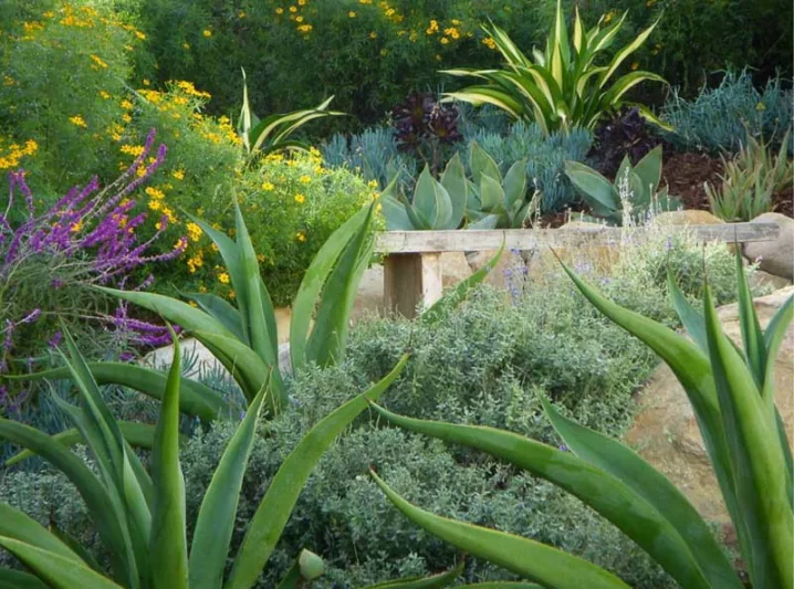 Garden Ideas, Landscaping Ideas, Small Garden, Small Backyard, Mediterranean Garden Style, Pat Broodie, Aeonium, salvia leucantha, octopus agave, agave vilmoriniana, echeveria, aloe, waterwise garden, succulent garden,