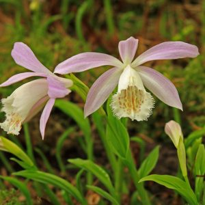 Pleione formosana, Hardy Orchids, Taiwan Pleione, Windowsill Orchid, Purple flowers, White Flowers