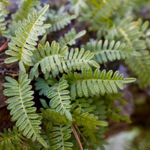 Pleopeltis polypodioides, Resurrection Fern, Pleopeltis michauxiana, Polypodium polypodioides, Evergreen Fern, Shade Evergreens, Shade Plants, Shade Perennials