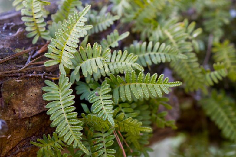 Pleopeltis polypodioides, Resurrection Fern, Pleopeltis michauxiana, Polypodium polypodioides, Evergreen Fern, Shade Evergreens, Shade Plants, Shade Perennials