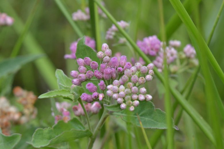 Pluchea odorata, Sweetscent, Saltmarsh Fleabane, Camphorweed, Stinkweed, Salt Marsh Fleabane, Sourbush, Cattle-Tongue, Pink Flowers, Pink Perennials