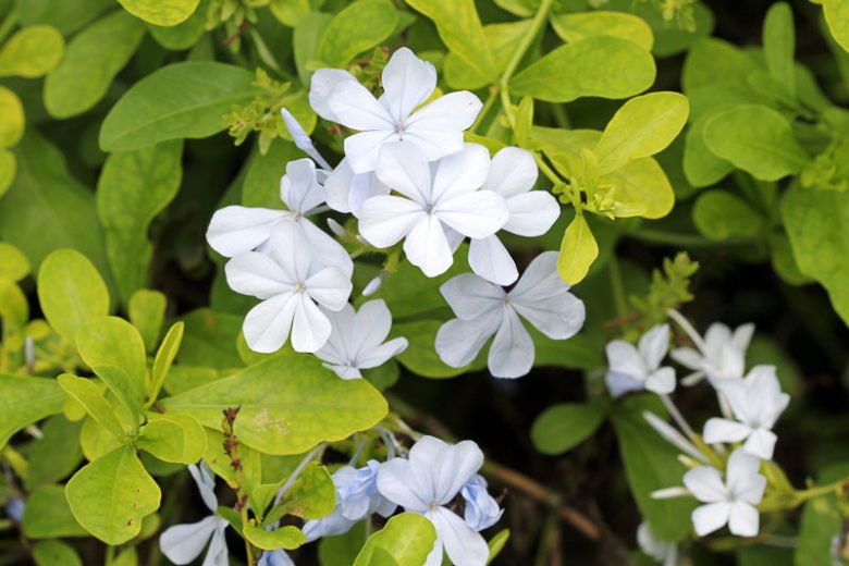 Plumbago auriculata f. alba, White Cape Leadwort, White Cape Plumbago, White Pumbago du Cap, Mediterranean plants, Mediterranean shrubs, White flowers