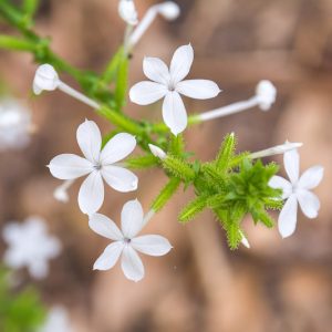 Plumbago scandens, Doctorbush, Summer Snow, Leadwort Flower, Native Plumbago, Devil's Herb, Plumbago floridana, Plumbago mexicana, Mediterranean plants, Mediterranean shrubs, White flowers
