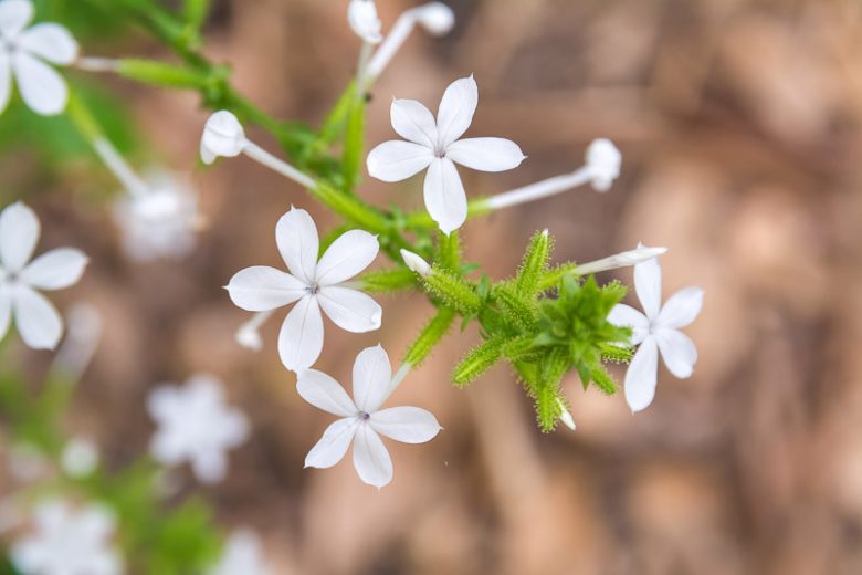 Plumbago scandens, Doctorbush, Summer Snow, Leadwort Flower, Native Plumbago, Devil's Herb, Plumbago floridana, Plumbago mexicana, Mediterranean plants, Mediterranean shrubs, White flowers