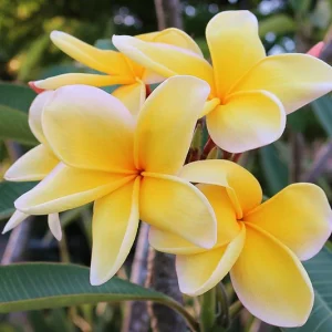 Plumeria rubra 'Aztec Gold', Plumeria Aztec Gold, Aztec Gold Plumeria, Aztec Gold Frangipani, Frangipani 'Aztec Gold', Plumeria 'Aztec Gold', Yellow Plumeria, Yellow Frangipani, Fragrant Shrubs