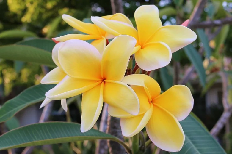 Plumeria rubra 'Aztec Gold', Plumeria Aztec Gold, Aztec Gold Plumeria, Aztec Gold Frangipani, Frangipani 'Aztec Gold', Plumeria 'Aztec Gold', Yellow Plumeria, Yellow Frangipani, Fragrant Shrubs
