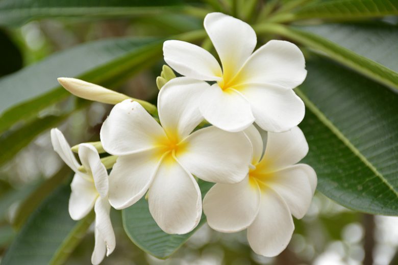 Plumeria obtusa, White Frangipani, Singapore Plumeria, Blunt-Nose Frangipani, Singapore Graveyard Flower, White flowers, Evergreen Shrubs, Fragrant Shrubs